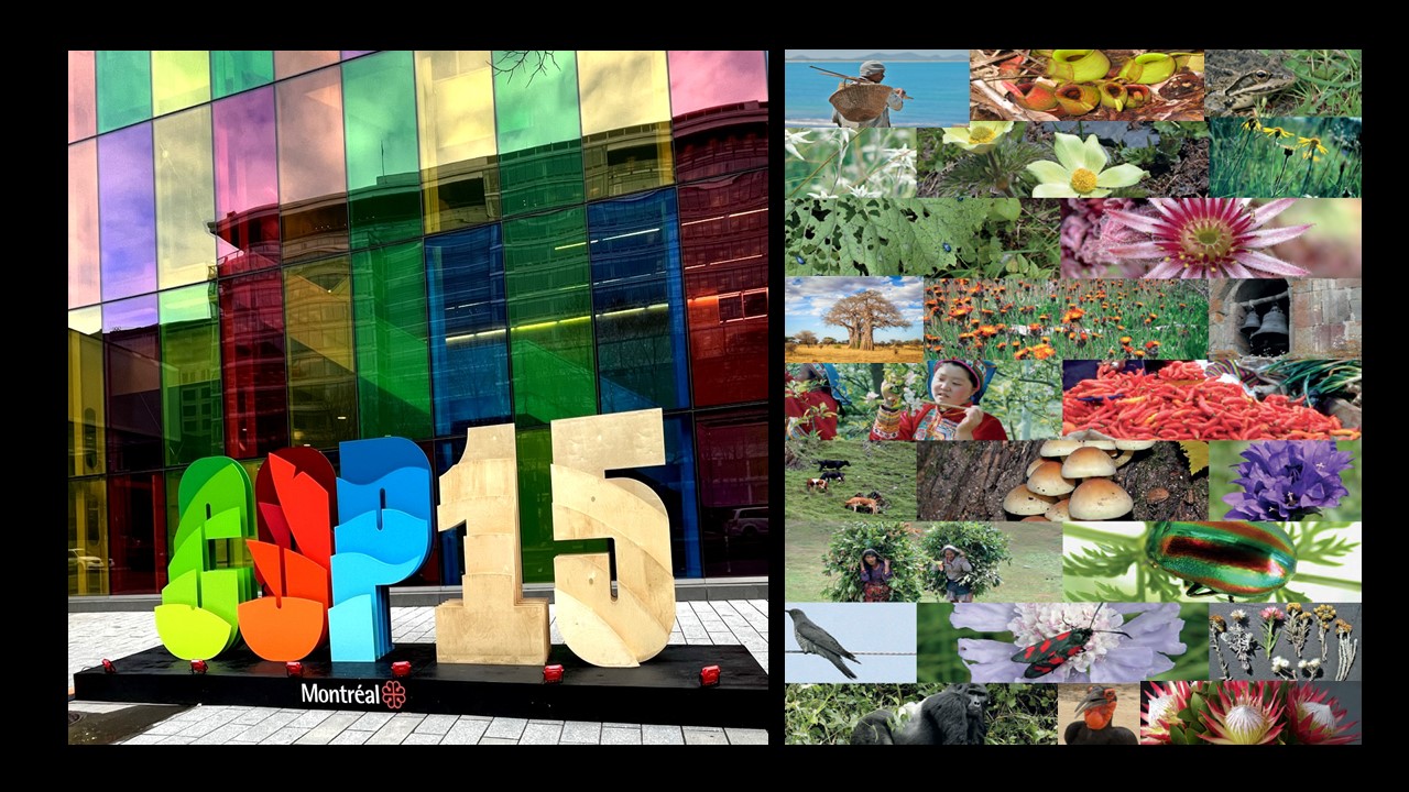  Description coming soon