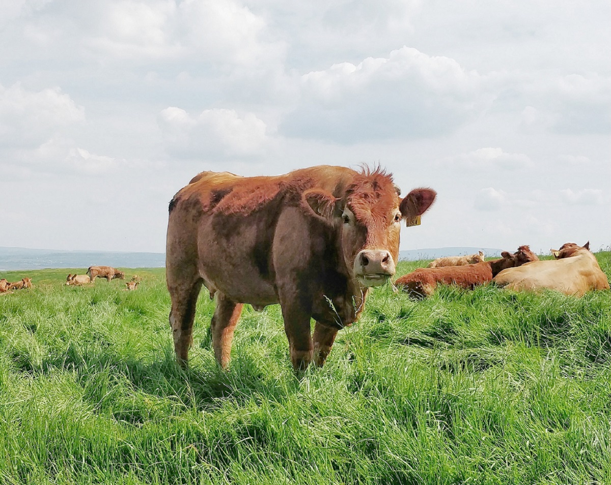  Description coming soon