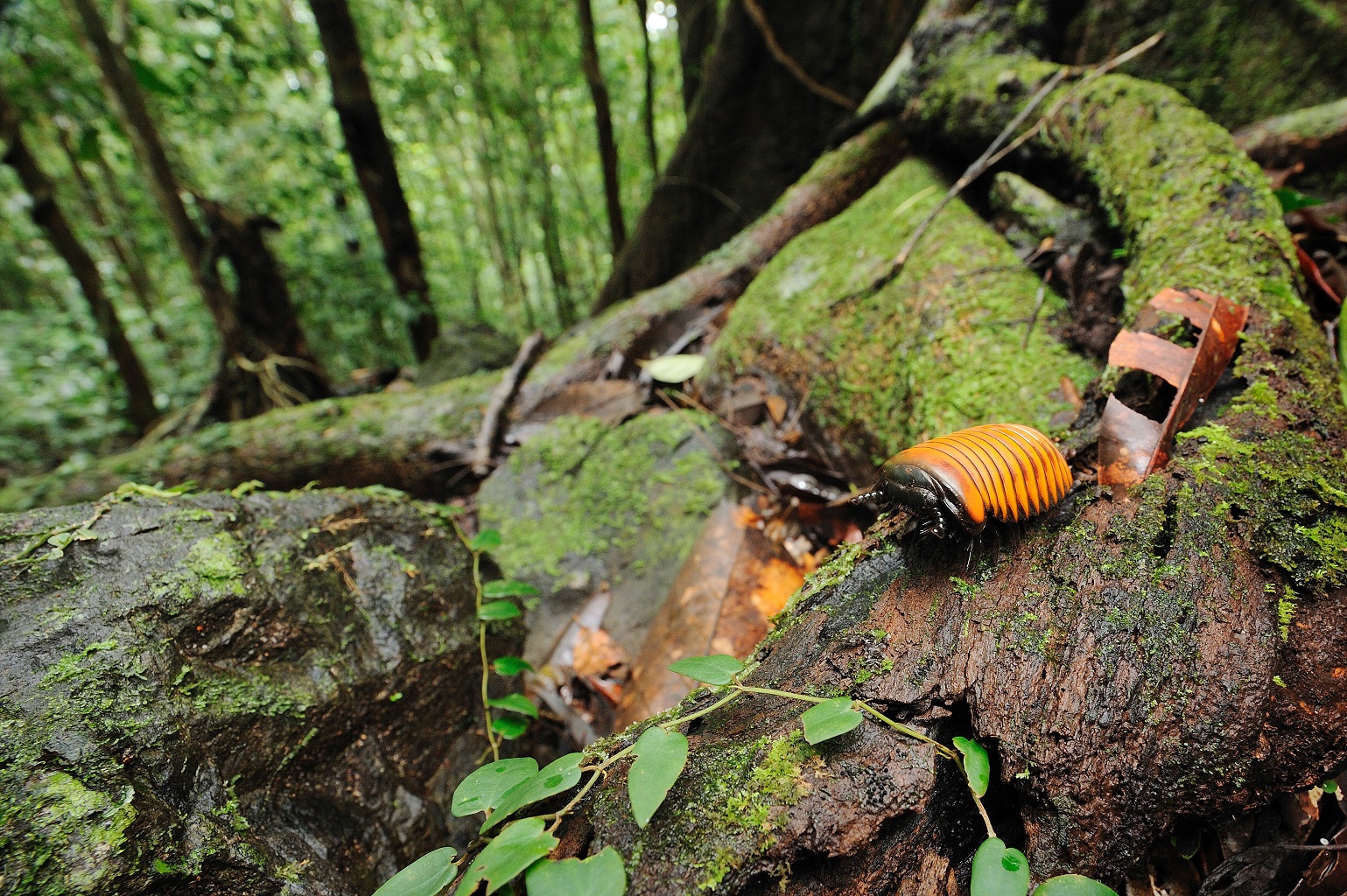  Description coming soon