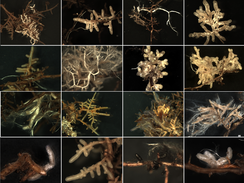  Description coming soon