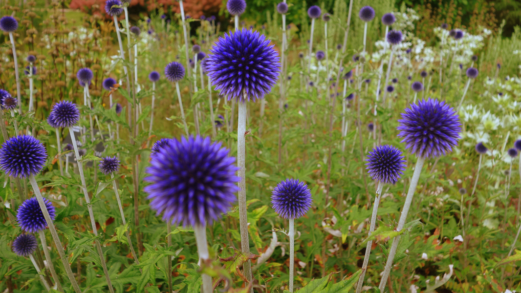  Description coming soon