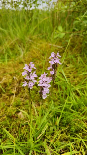  Description coming soon