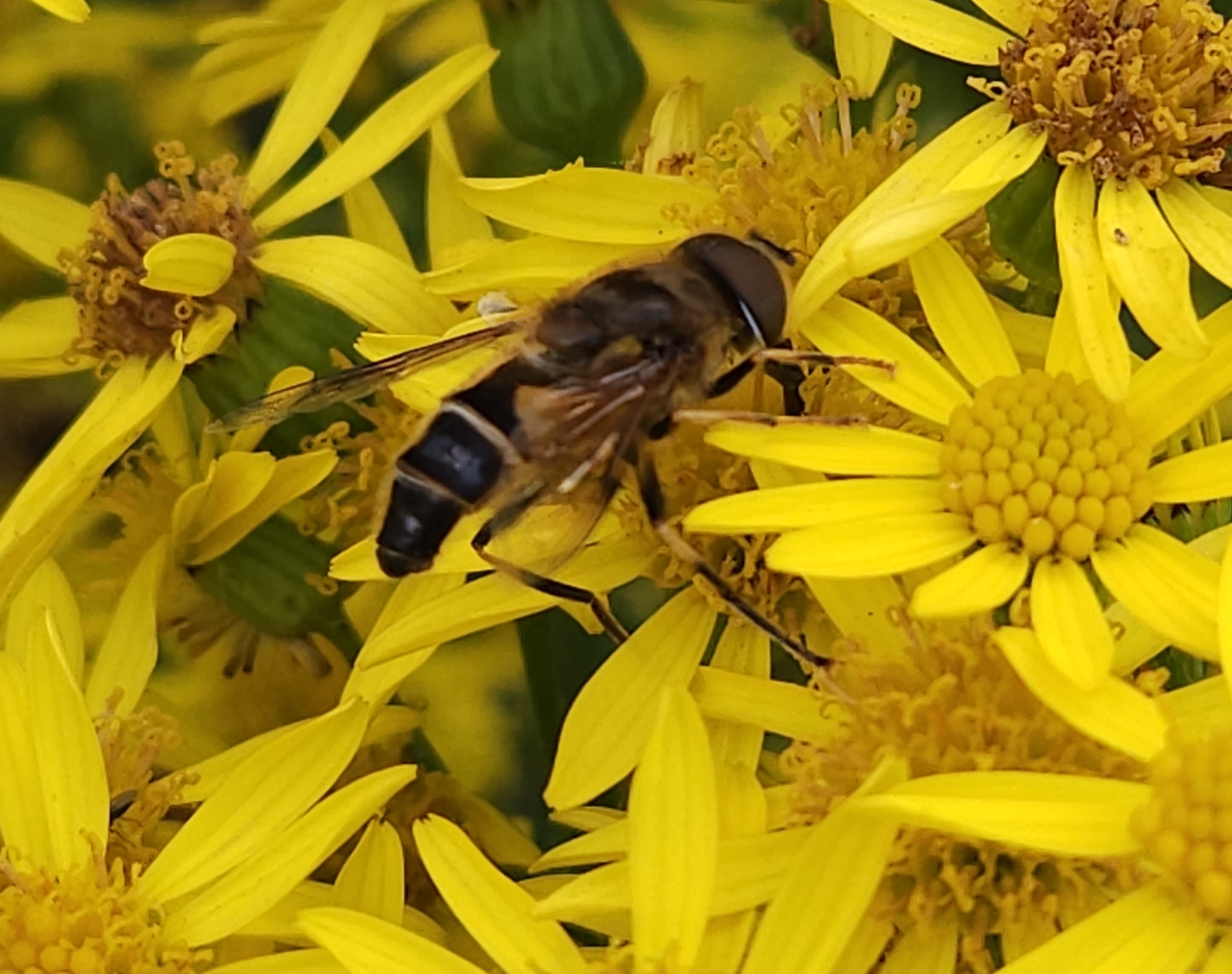  Description coming soon