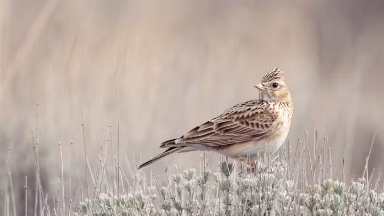  Description coming soon