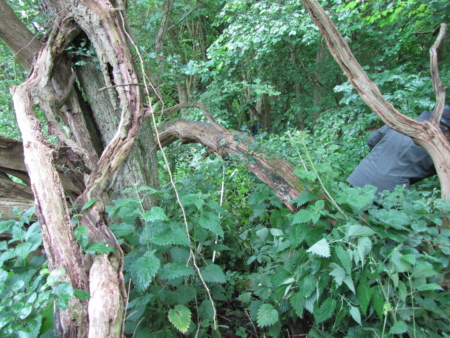  Description coming soon