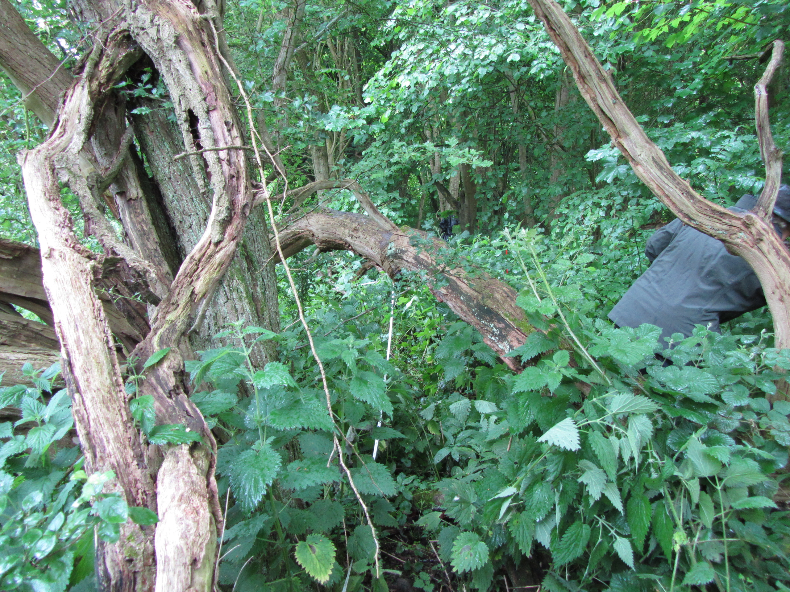  Description coming soon