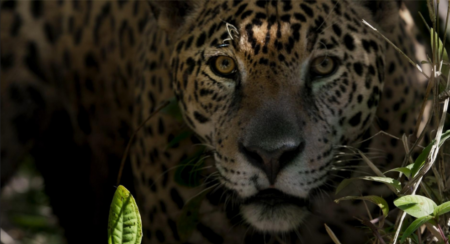  Description coming soon