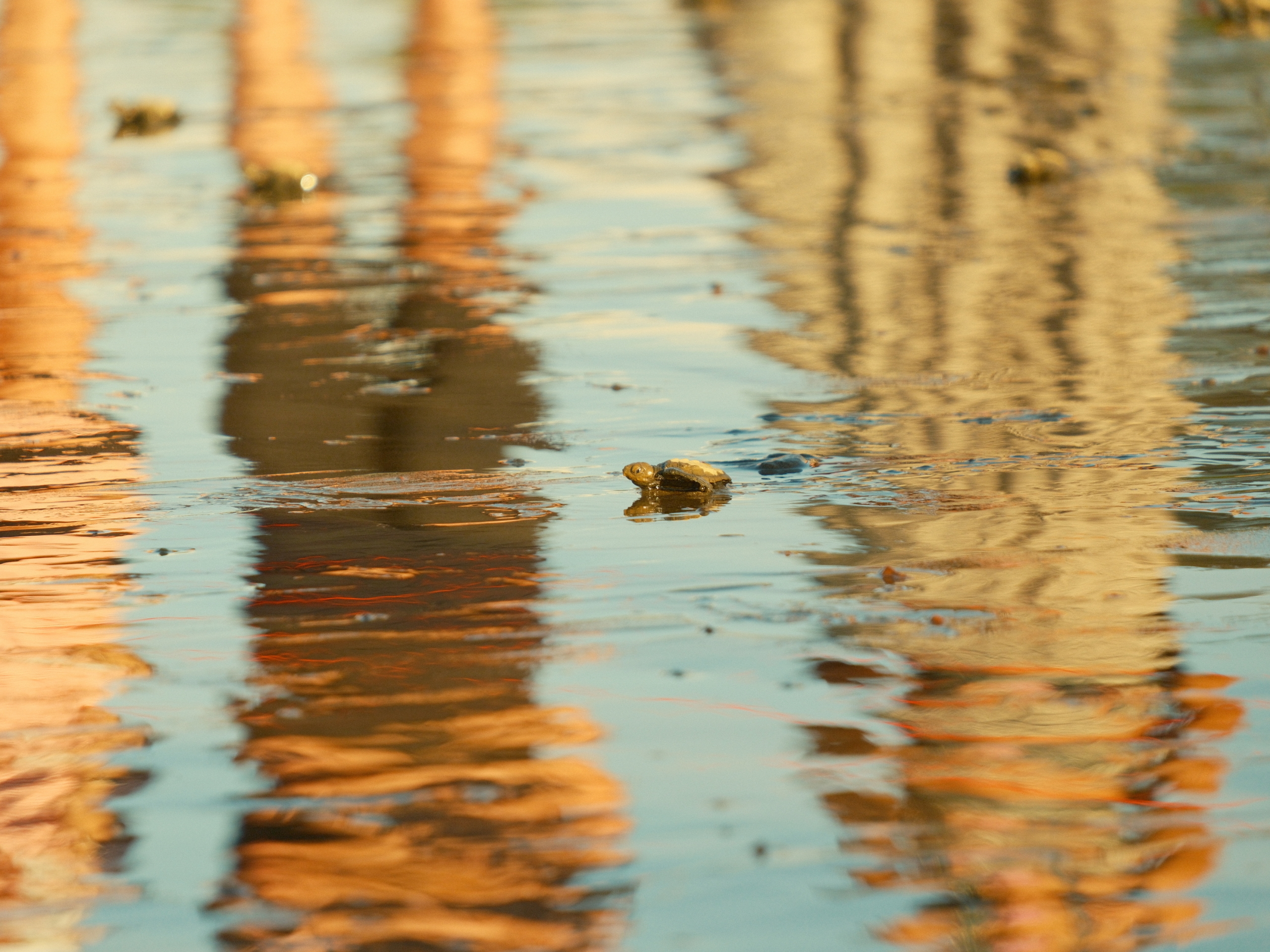  Description coming soon