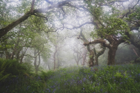  Description coming soon