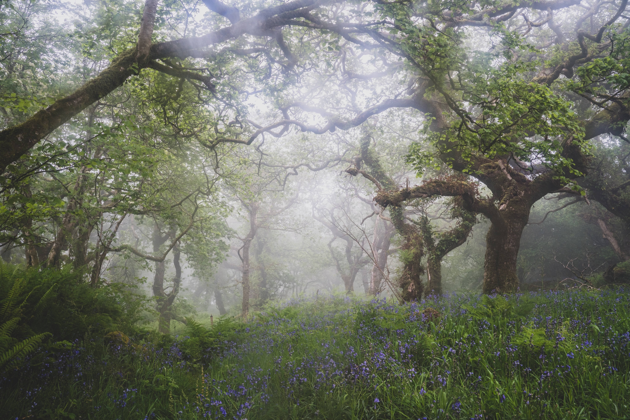 Description coming soon